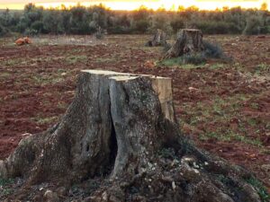 Scopri di più sull'articolo Agrigento – Santa Margherita di Belìce, devastato un uliveto: tagliati 23 alberi in produzione