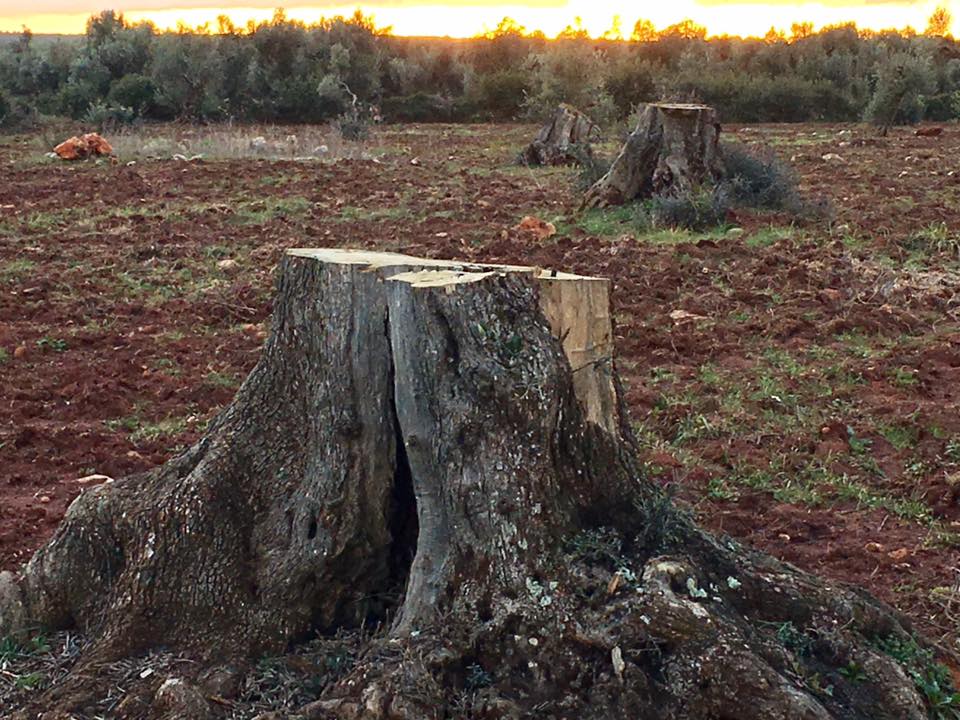 Al momento stai visualizzando Agrigento – Santa Margherita di Belìce, devastato un uliveto: tagliati 23 alberi in produzione