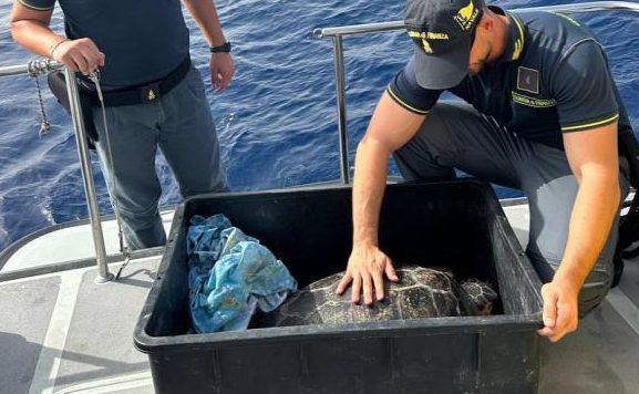 Al momento stai visualizzando Agrigento – Restituita al suo habitat naturale un esemplare di tartaruga caretta caretta salvata nel mare di Lampedusa