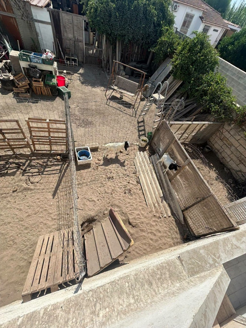 Al momento stai visualizzando Agrigento – Due cani e quattro capretti in condizioni precarie: denunciato proprietario