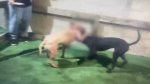 Scopri di più sull'articolo Agrigento – Combattimenti tra cani a Gela, 13 pitbull sequestrati. L’OIPA sporge denuncia