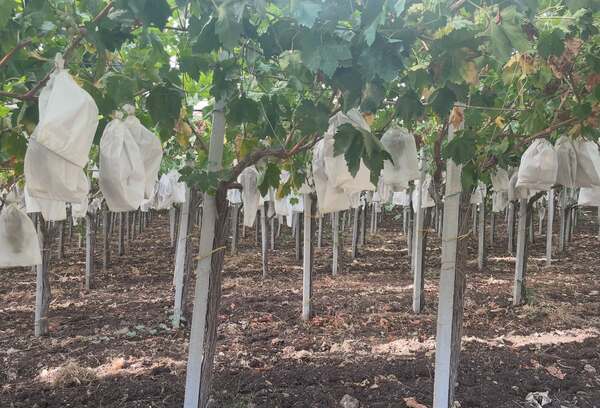 Al momento stai visualizzando Agrigento – Mantenimento agricoltura biologica: pronti oltre 61 milioni di euro