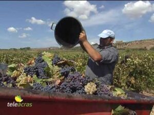 Scopri di più sull'articolo Teleacras – Crisi del vitivinicolo: accolto appello Confcooperative