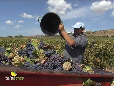Scopri di più sull'articolo Teleacras – Crisi del vitivinicolo: accolto appello Confcooperative