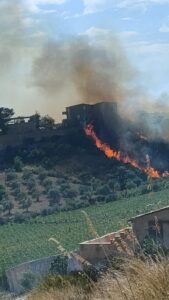 Scopri di più sull'articolo Agrigento – Incendio tra Cattolica e Montallegro: distrutti ulivi e mandorli