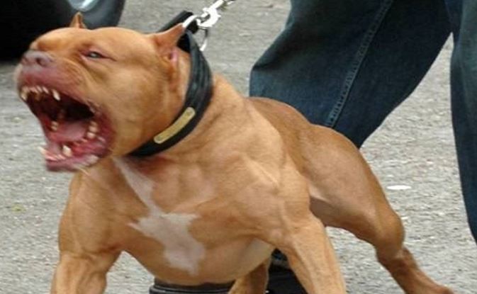 Al momento stai visualizzando Agrigento – Combattimenti clandestini tra pitbull, sei indagati: sequestrati 13 cani anche nell’Agrigentino