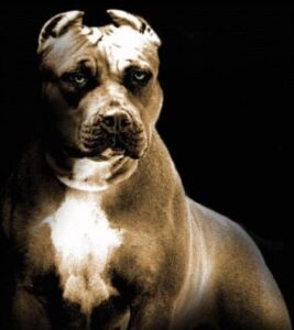 Scopri di più sull'articolo Agrigento – Combattimenti clandestini tra cani tra Palma e Naro, sequestrati 13 pitbull: 6 indagati