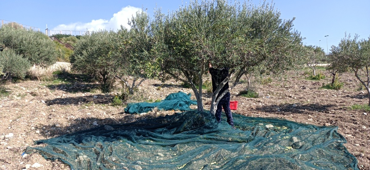 Al momento stai visualizzando Agrigento – Santa Margherita di Belìce, raid nell’uliveto: tagliati 23 alberi, danni per 2 mila euro