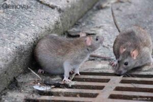 Scopri di più sull'articolo Topi Agrigento, allarme in città: serve agire subito
