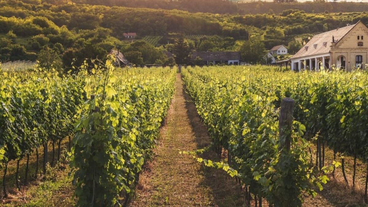 Al momento stai visualizzando Agrigento – Raid nella notte in un vigneto di Sambuca: tagliati i tiranti di 65 filari, raccolto distrutto