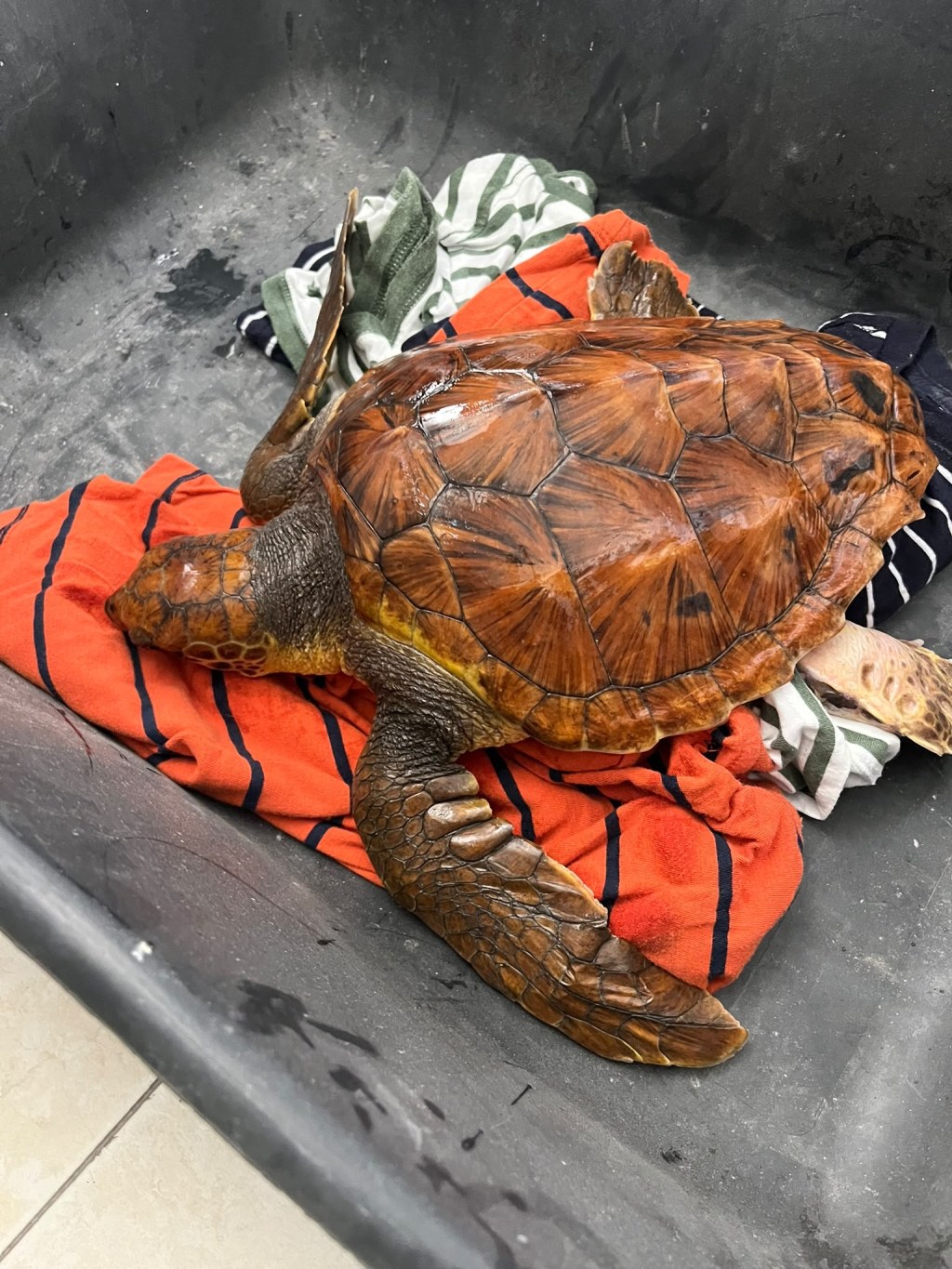 Scopri di più sull'articolo Agrigento – Tartaruga Caretta caretta ferita recuperata da un peschereccio di Licata
