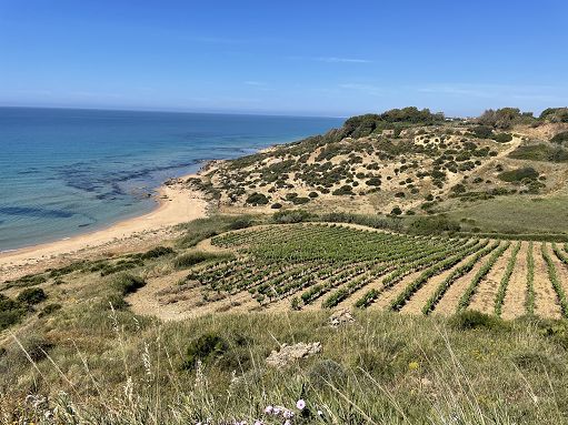 Al momento stai visualizzando Agrigento – Sambuca entra a far parte dell’associazione “Città dell’olio” 