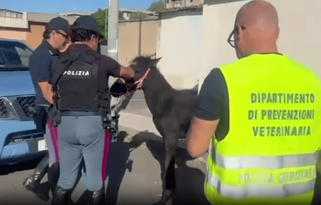 Al momento stai visualizzando Agrigento – Scoperta stalla abusiva, cavallo tenuto senza acqua e cibo