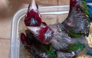Scopri di più sull'articolo Agrigento – SEQUESTRATI 377 ANIMALI ESOTICI 