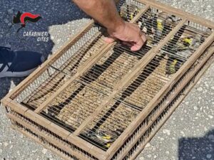 Scopri di più sull'articolo Agrigento – Sorpresi a catturare uccelli di specie protetta: denunciati due uomini