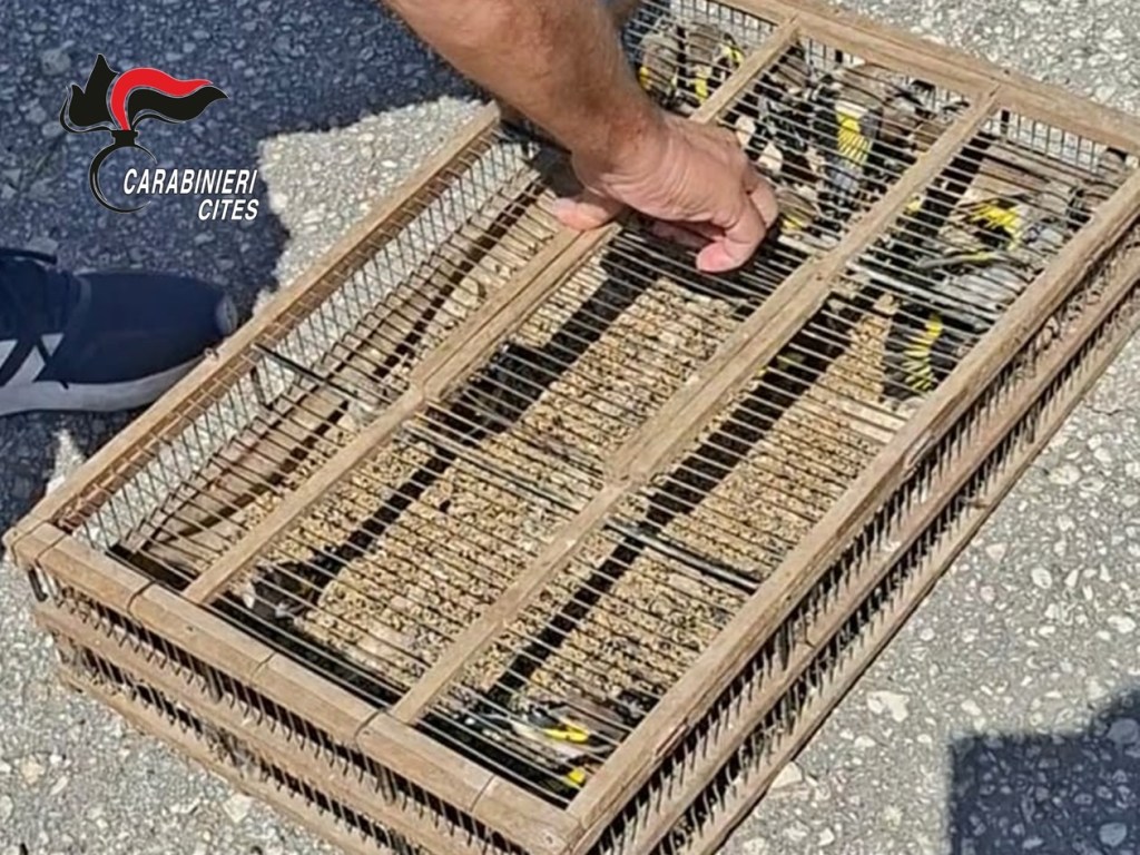 Al momento stai visualizzando Agrigento – Sorpresi a catturare uccelli di specie protetta: denunciati due uomini