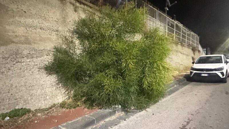 Al momento stai visualizzando Agrigento – Ex Villa del Sole, il marciapiede invaso dalla vegetazione