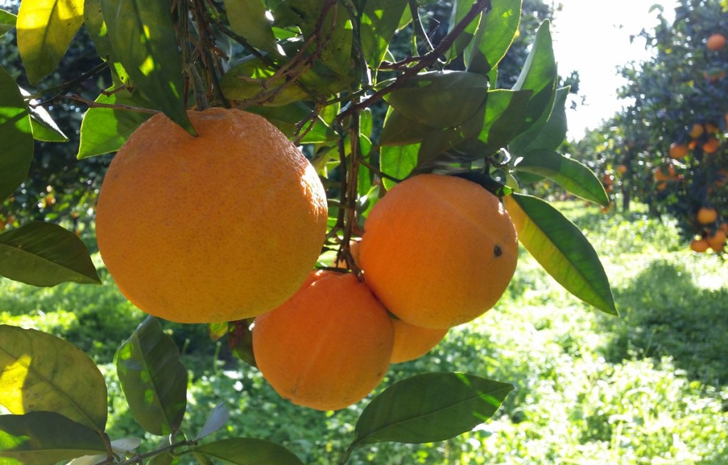 Al momento stai visualizzando Agrigento – Arancia Ribera DOP, chiesta assemblea dei soci per l’avvio della campagna agrumicola