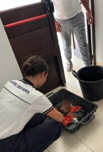 Scopri di più sull'articolo Agrigento – Caretta Caretta ferita recuperata da pescatori e consegnata alla guardia costiera: via alle cure