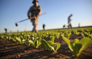 Scopri di più sull'articolo Agrigento – Agricoltura siciliana in crisi, via libera in Commissione a 49 milioni di aiuti