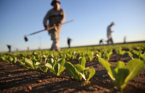 Al momento stai visualizzando Agrigento – Agricoltura siciliana in crisi, via libera in Commissione a 49 milioni di aiuti