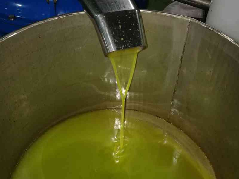 Scopri di più sull'articolo Agrigento – Crollo del prezzo dell'olio, produttori in rivolta bloccano la raccolta, i sindaci scrivono a Roma e Palermo
