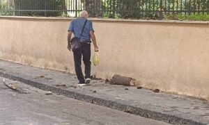 Scopri di più sull'articolo Agrigento – Maltempo: crolla grosso ramo di un albero della villa “Elena”, nessun ferito
