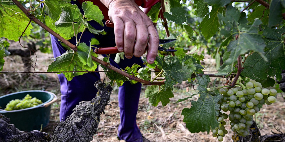 Al momento stai visualizzando Agrigento – Ladri d'uva, due furti in pochi giorni nell'Agrigentino
